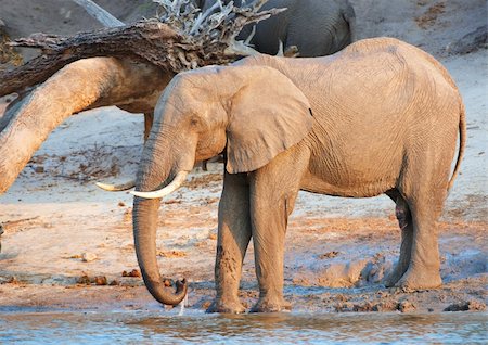 simsearch:400-06062920,k - Large herd of African elephants (Loxodonta Africana) drinking from the river in Botswana Foto de stock - Super Valor sin royalties y Suscripción, Código: 400-04378398