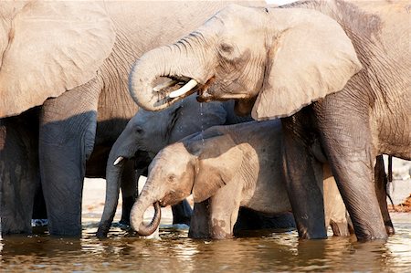 simsearch:400-06062920,k - Large herd of African elephants (Loxodonta Africana) drinking from the river in Botswana Foto de stock - Super Valor sin royalties y Suscripción, Código: 400-04378404