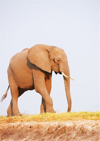 simsearch:400-04378419,k - Large African elephants (Loxodonta Africana) standing in savanna in Botswana Photographie de stock - Aubaine LD & Abonnement, Code: 400-04378421