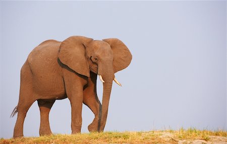 simsearch:400-04378419,k - Large African elephants (Loxodonta Africana) standing in savanna in Botswana Photographie de stock - Aubaine LD & Abonnement, Code: 400-04378422