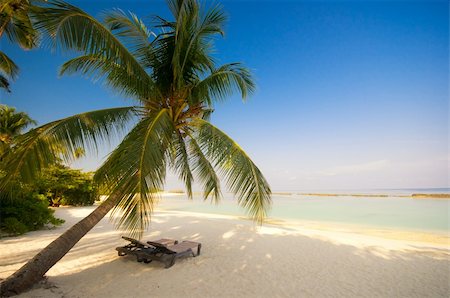 simsearch:841-02715479,k - deck chair under a palm-tree on a tropical beach Foto de stock - Super Valor sin royalties y Suscripción, Código: 400-04378505