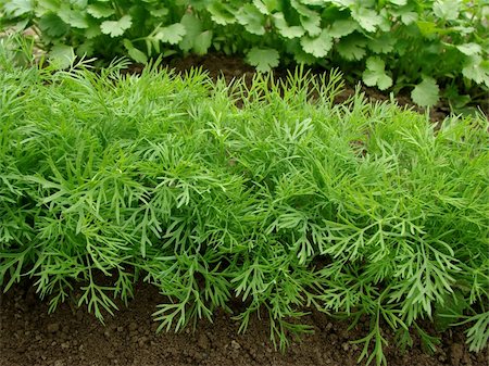 simsearch:400-07302217,k - dill growing on the vegetable bed Stock Photo - Budget Royalty-Free & Subscription, Code: 400-04379349