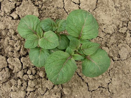 simsearch:400-07302217,k - young potato plant growing on the vegetable bed Stock Photo - Budget Royalty-Free & Subscription, Code: 400-04379356