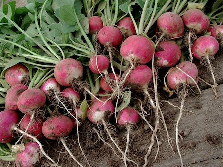 pink radish - bunch of fresh radishes with tops on old wooden background Foto de stock - Super Valor sin royalties y Suscripción, Código: 400-04379358