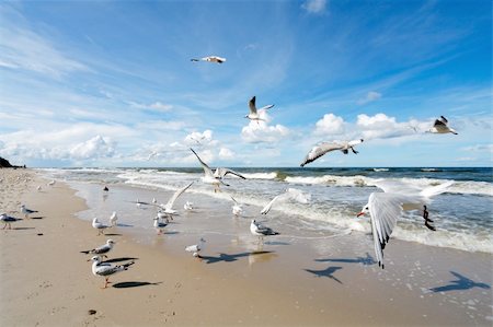 seagulls at beach - Seagulls Stock Photo - Budget Royalty-Free & Subscription, Code: 400-04379608