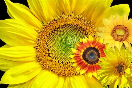simsearch:400-06950874,k - Summer background with sunflowers Photographie de stock - Aubaine LD & Abonnement, Code: 400-04379614