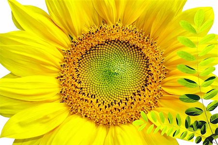 simsearch:400-05149797,k - Sunflower isolated in white background Stock Photo - Budget Royalty-Free & Subscription, Code: 400-04379615