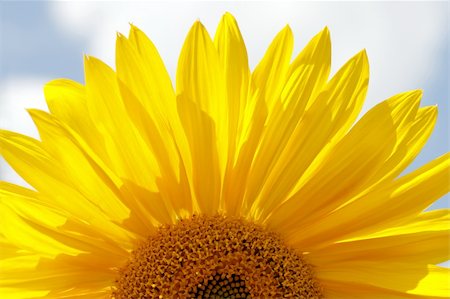 simsearch:400-07036242,k - Sunflower Photographie de stock - Aubaine LD & Abonnement, Code: 400-04379616