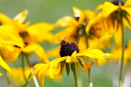 simsearch:400-05015288,k - Yellow flower, selective focus Photographie de stock - Aubaine LD & Abonnement, Code: 400-04379635