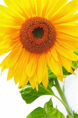 simsearch:400-06950874,k - Yellow Sunflower Photographie de stock - Aubaine LD & Abonnement, Code: 400-04379636