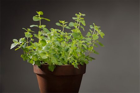 potted herbs - Oregano herb plant in clay pot. Stock Photo - Budget Royalty-Free & Subscription, Code: 400-04379663