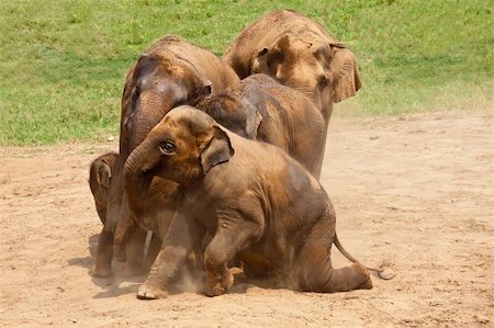 Elephants family playing in the dust. Horizontal shot. Stock Photo - Budget Royalty-Free & Subscription, Code: 400-04379687