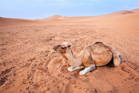 simsearch:400-04173967,k - Camel in the Sahara desert in Morocco. Horizontal shot. Fotografie stock - Microstock e Abbonamento, Codice: 400-04379691