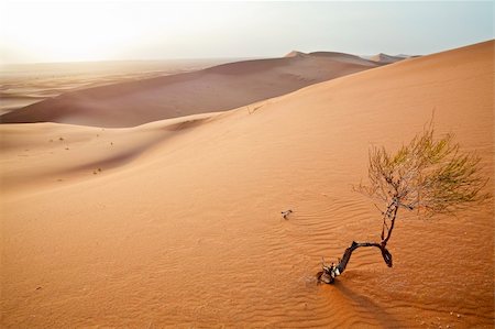 Beautiful small tree in  Sahara dunes in Morocco. Horizontal shot. Foto de stock - Super Valor sin royalties y Suscripción, Código: 400-04379692
