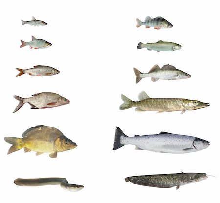 fish of rivers and lakes on white background Photographie de stock - Aubaine LD & Abonnement, Code: 400-04379948