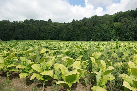 sun drying - plantation of tobacco on background of forest Stock Photo - Budget Royalty-Free & Subscription, Code: 400-04379952