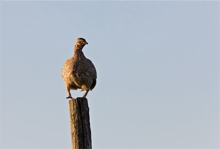 sharp tailed grouse on a pole Canada Foto de stock - Super Valor sin royalties y Suscripción, Código: 400-04370157