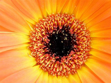 simsearch:400-03957427,k - macro detail of orange gerber isolated over white background Foto de stock - Super Valor sin royalties y Suscripción, Código: 400-04370171