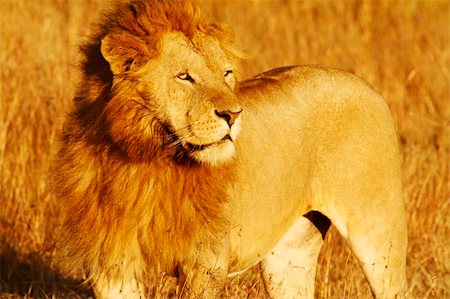 A lion (Panthera leo) on the Maasai Mara National Reserve safari in southwestern Kenya. Stock Photo - Budget Royalty-Free & Subscription, Code: 400-04370336