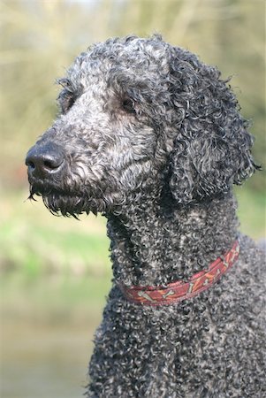 simsearch:400-04446495,k - Portrait of a black poodle with wet fur with red collar Fotografie stock - Microstock e Abbonamento, Codice: 400-04370575