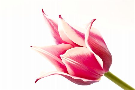 simsearch:400-04331190,k - bicolor tulips on a white background Stockbilder - Microstock & Abonnement, Bildnummer: 400-04370674