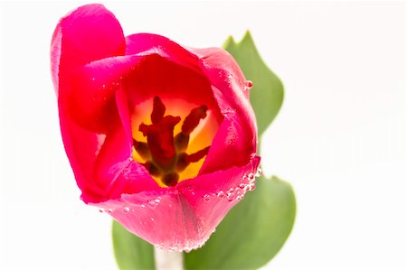 simsearch:400-04331190,k - bicolor tulips on a white background Stockbilder - Microstock & Abonnement, Bildnummer: 400-04370675