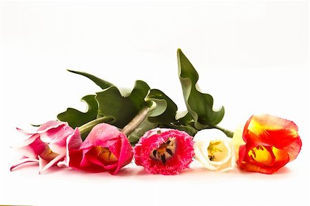 simsearch:400-04331190,k - different tulips on a white background Stockbilder - Microstock & Abonnement, Bildnummer: 400-04370677