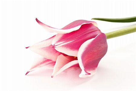 simsearch:400-04331190,k - bicolor tulips on a white background Stockbilder - Microstock & Abonnement, Bildnummer: 400-04370673