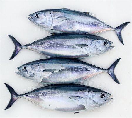 bluefin four tuna fish Thunnus thynnus catch in a row Fotografie stock - Microstock e Abbonamento, Codice: 400-04370897