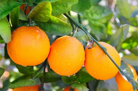 simsearch:400-04433511,k - branch orange tree fruits green leaves in Valencia Spain Stock Photo - Budget Royalty-Free & Subscription, Code: 400-04370899