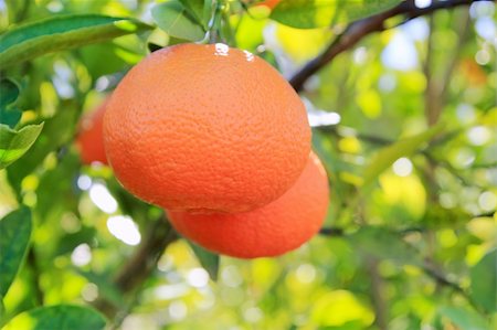 simsearch:400-04433511,k - orange tangerine tree fruits green leaves blurred field background Stock Photo - Budget Royalty-Free & Subscription, Code: 400-04370900