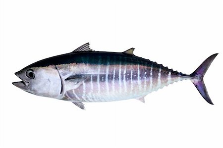 fresh blue fish - Bluefin tuna isolated on white background real fish Thunnus thynnus Stock Photo - Budget Royalty-Free & Subscription, Code: 400-04370935
