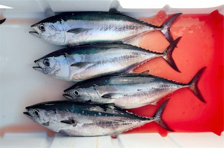 bloody bluefin four tuna fish Thunnus thynnus catch row Stock Photo - Budget Royalty-Free & Subscription, Code: 400-04370936