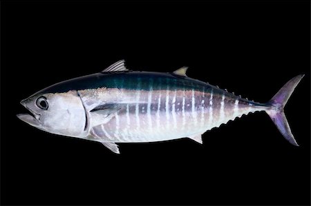 Bluefin tuna isolated on black background real fish Thunnus thynnus Stock Photo - Budget Royalty-Free & Subscription, Code: 400-04370933