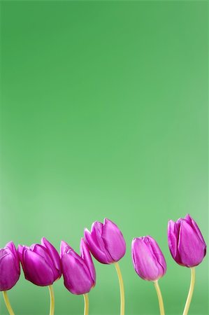 simsearch:400-04941060,k - pink tulips flowers in a row group line arrangement on green background Fotografie stock - Microstock e Abbonamento, Codice: 400-04370954