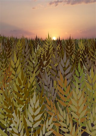 Illustrated cornfield over a photo sky background with sun Stock Photo - Budget Royalty-Free & Subscription, Code: 400-04371032