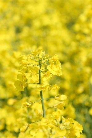 danicek (artist) - Detail of single blossom of yellow oilseed rape for bio fuel production Foto de stock - Super Valor sin royalties y Suscripción, Código: 400-04371295