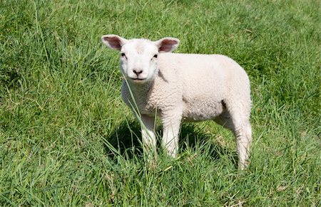 simsearch:400-04863108,k - Cute lamb in spring in the meadow, the Netherlands Foto de stock - Royalty-Free Super Valor e Assinatura, Número: 400-04371467