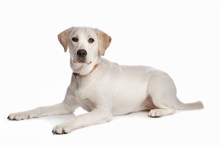 simsearch:400-08314976,k - Labrador retriever in front of a white background Stock Photo - Budget Royalty-Free & Subscription, Code: 400-04371585