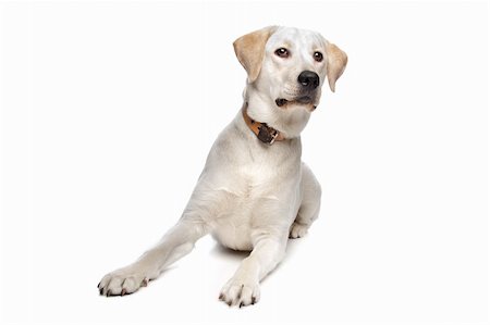 simsearch:400-08314976,k - Labrador retriever in front of a white background Stock Photo - Budget Royalty-Free & Subscription, Code: 400-04371586