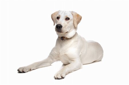 simsearch:400-08314976,k - Labrador retriever in front of a white background Stock Photo - Budget Royalty-Free & Subscription, Code: 400-04371587
