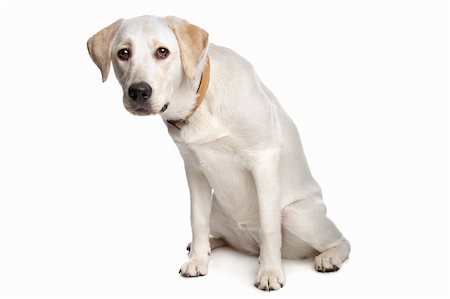 simsearch:400-08314976,k - Labrador retriever in front of a white background Stock Photo - Budget Royalty-Free & Subscription, Code: 400-04371588