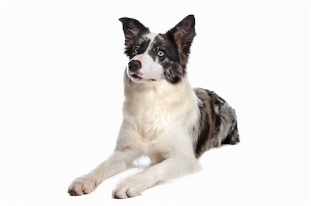 simsearch:400-04371584,k - Border Collie sheepdog in front of a white background Foto de stock - Super Valor sin royalties y Suscripción, Código: 400-04371580