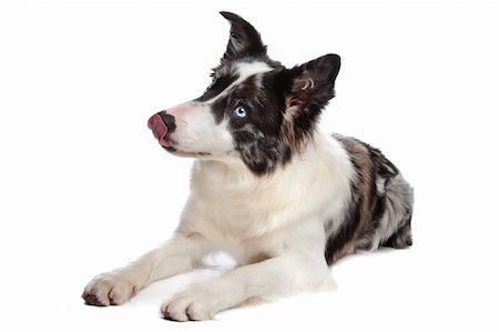 simsearch:400-04371584,k - Border Collie sheepdog in front of a white background Foto de stock - Super Valor sin royalties y Suscripción, Código: 400-04371581