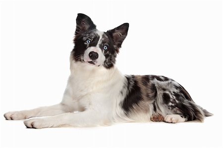 simsearch:400-04371584,k - Border Collie sheepdog in front of a white background Foto de stock - Super Valor sin royalties y Suscripción, Código: 400-04371582