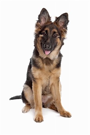 simsearch:400-06127601,k - German Shepherd puppy in front of a white background Photographie de stock - Aubaine LD & Abonnement, Code: 400-04371590