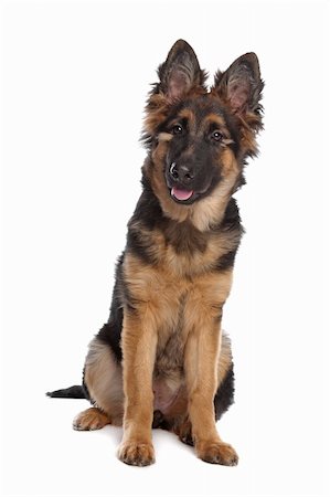 simsearch:400-06127601,k - German Shepherd puppy in front of a white background Photographie de stock - Aubaine LD & Abonnement, Code: 400-04371591