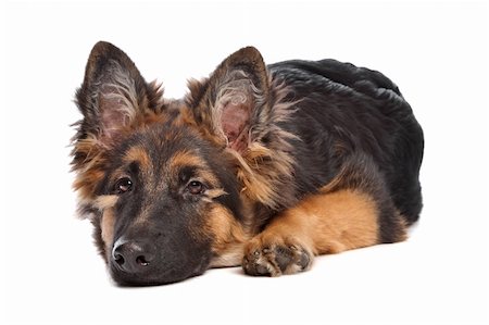 simsearch:400-06127601,k - German Shepherd puppy in front of a white background Photographie de stock - Aubaine LD & Abonnement, Code: 400-04371593