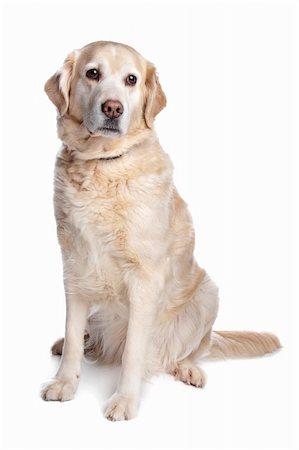 simsearch:400-08314976,k - Labrador retriever in front of a white background Stockbilder - Microstock & Abonnement, Bildnummer: 400-04371605
