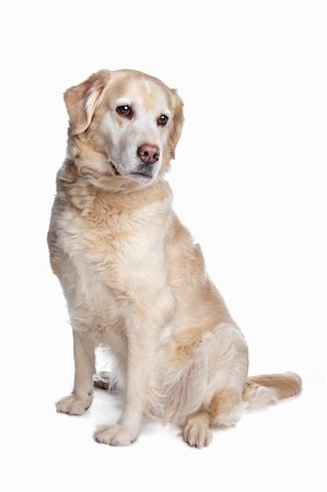 simsearch:400-08314976,k - Labrador retriever in front of a white background Stock Photo - Budget Royalty-Free & Subscription, Code: 400-04371606